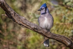 Blue Jay Artistic Touch