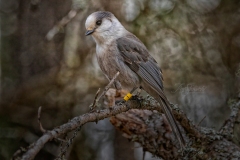 Canada Jay Artistic Look