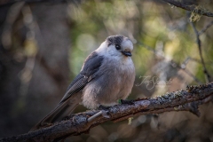Canada Jay Algonquin Park