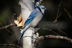 Blue Jay in Birch