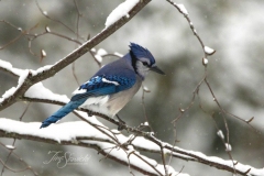 Blue Jay on Snowy Branch