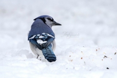 Blue Jay in Snow
