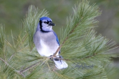 Blue Jay In Pines