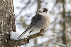 Canada Jay in Winter