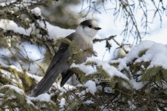 Snowy Canada Jay