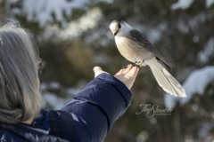 Canada Jay Happily Feeding