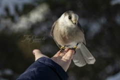 Canada Jay Hand Feeding