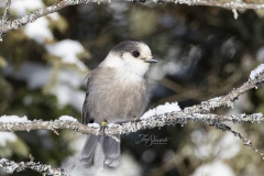 Lichen Framed Canada Jay