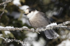 Canada Jay Watching