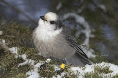 Canada Jay in Pines