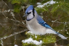 Snowy Blue Jay