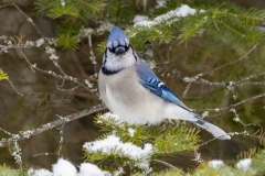 Blue Jay Looking