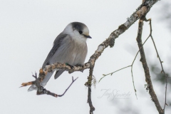 Canada Jay Looking down