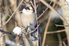 Canada Jay in Sunshine