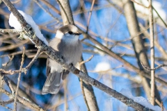 Canada Jay Sunning