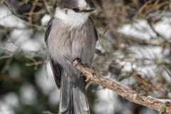 PERCHED-CANADAJAY