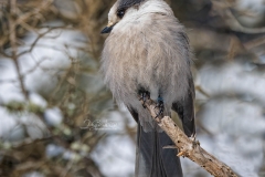 CANADAJAY-LOOKWEST