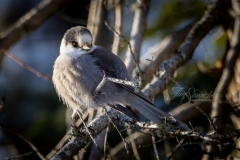 Canada Jay Staying Warm