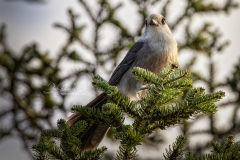 Whiskey Jack in Pine Tree