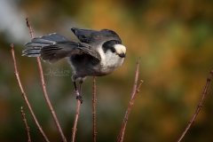 Wobbling Canada Jay