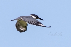 Flying Belted Kingfisher