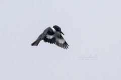 Hovering Belted Kingfisher