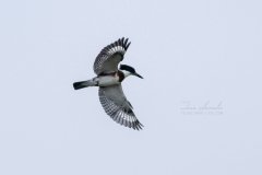 Wings Out Belted Kingfisher