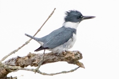 Male Belted Kingfisher on Branch