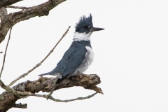 Male Belted Kingfisher Watching
