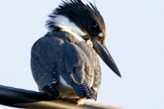 Watching Belted Kingfisher
