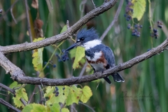 Female Belted Kingfisher in Grapes