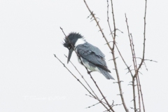 Male Belted Kingfisher Treetop