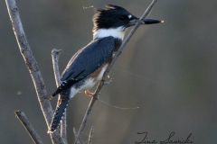 Female Belted Kingfisher Resting