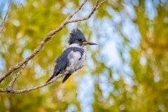 Male Belted Kingfisher