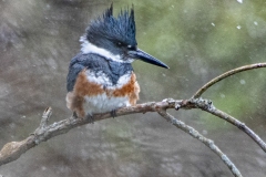 Female Belted Kingfisher In Snowstorm