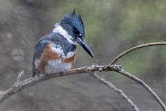 Female Belted Kingfisher Portrait