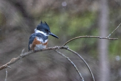 Female Belted Kingfisher in Marsh