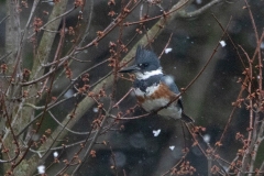 Female Belted Kingfisher Snow Flakes