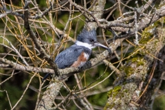 Female Belted Kingfisher in Twigs
