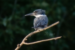 Female Belted Kingfisher Watching