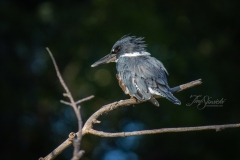 Female Belted Kingfisher Posing