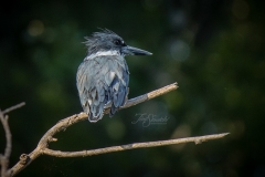Female Belted Kingfisher From Kayak