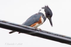 Female Belted Kingfisher on a Wire