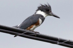 Female Belted Kingfisher Fishing