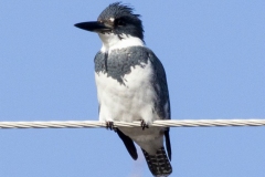 Male Belted Kingfisher On Wire