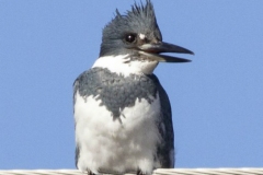 Male Belted Kingfisher Rattling