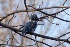Male Belted Kingfisher in Trees