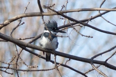 Male Belted Kingfisher Posing in Branches