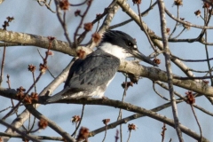 Belted Kingfisher in Buds