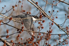 Belted Kingfisher Flying
